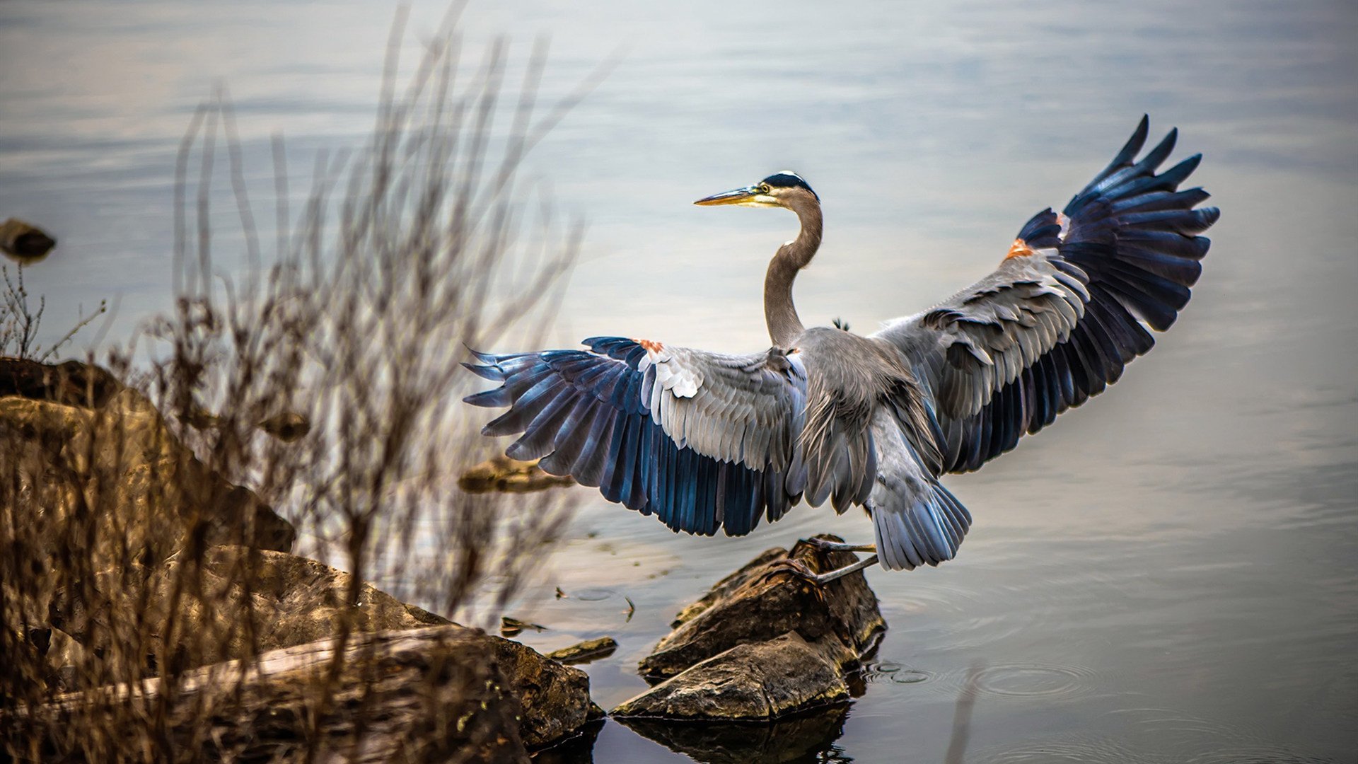 北欧神话再临，黄黑风暴掀翻丹麦，不老战神伊布铸就硬仗之王
