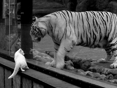 技战术的镜鉴，从巴黎的压制到库尔图瓦的稳定—足球智慧的启示