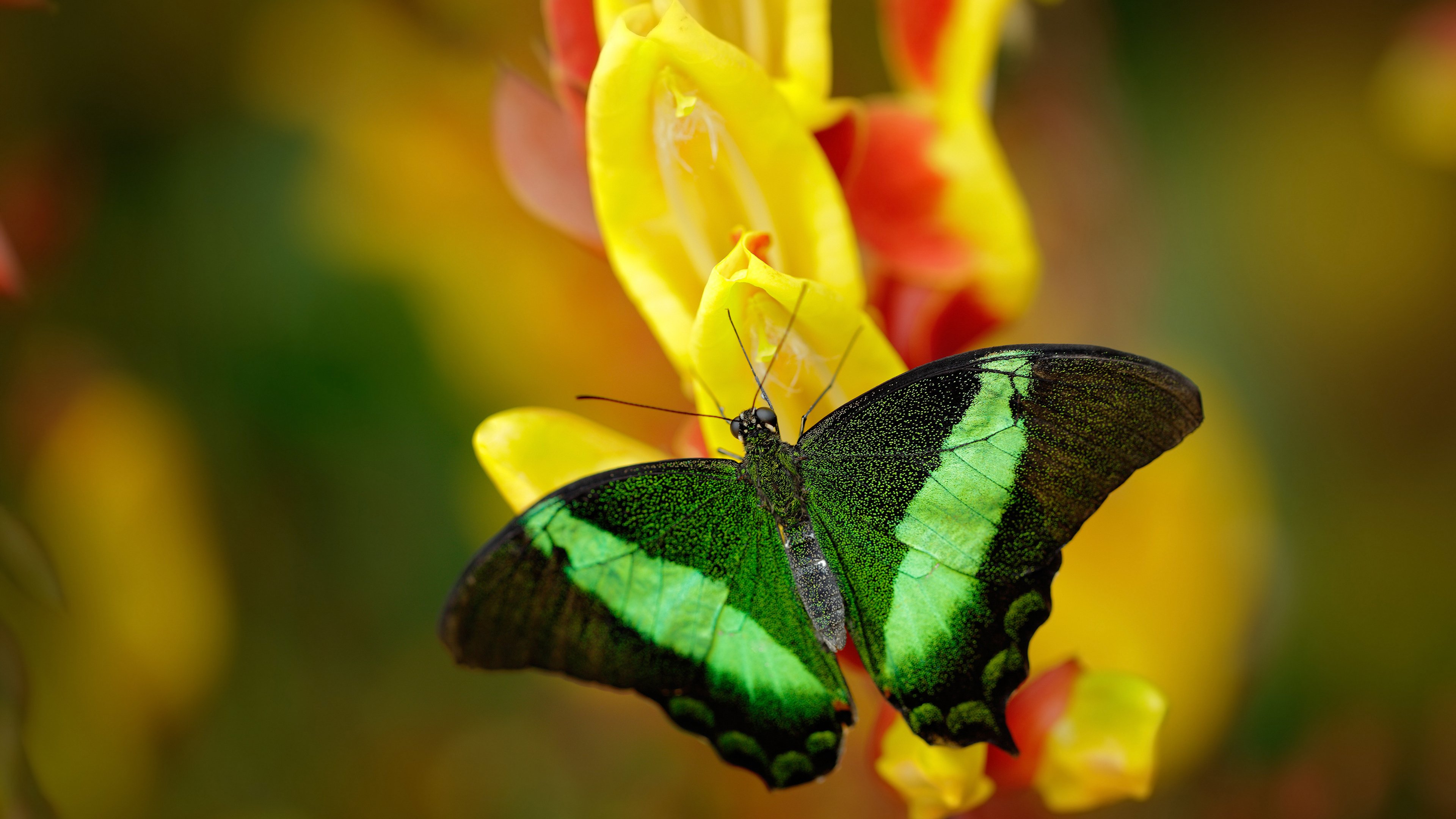 黄喜灿,当东方利剑刺穿永恒之城的暮色