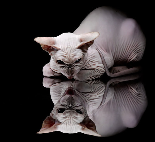 双面足球智慧,三笘薰的迷宫织网与勒沃库森的精准拆解