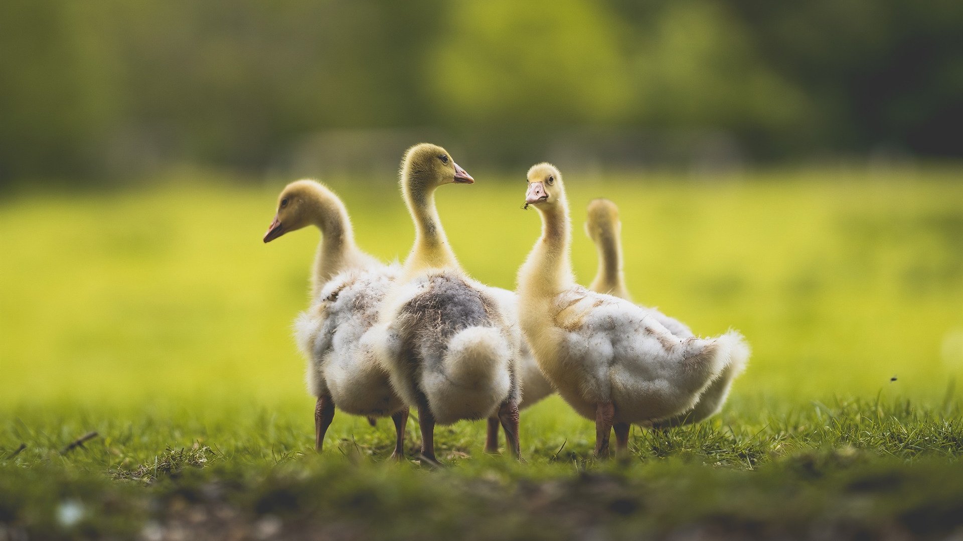 高原巨龙吞没枪手，玻利维亚3-0完胜阿森纳，穆勒帽子戏法惊艳四座