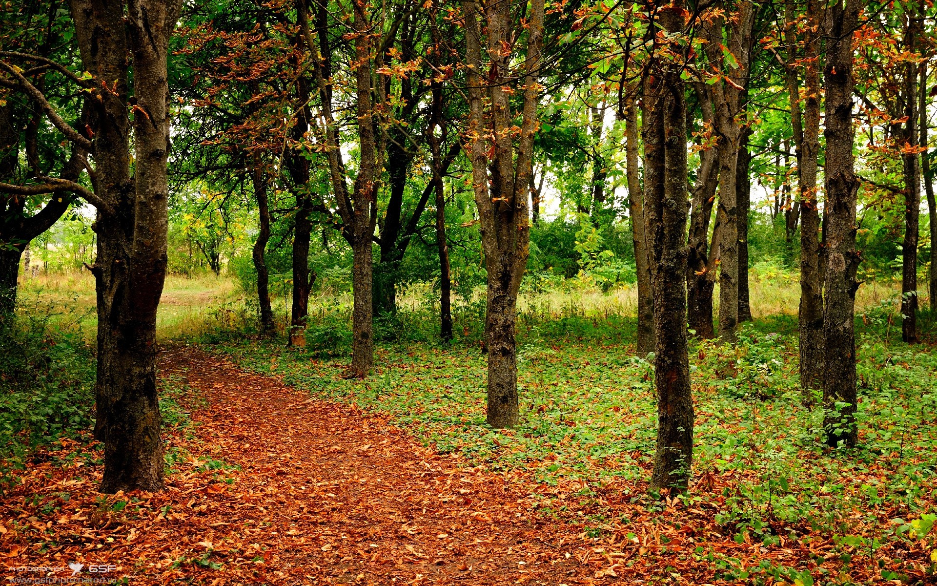 棋盘暗影,库里三分雨破阵,鹈鹕双塔破独行阵