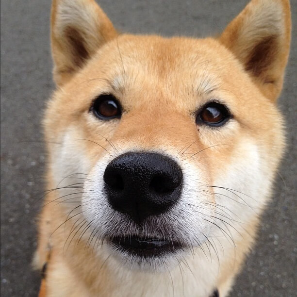 布伦森死神交响曲,爵士利刃出鞘,森林狼的叹息是末节注解