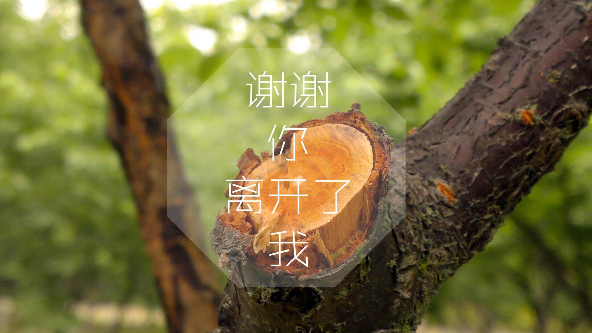 北非铁骑与安第斯雄鹰的巅峰对决,托纳利中场定乾坤,突尼斯绝杀厄瓜多尔夺世界杯