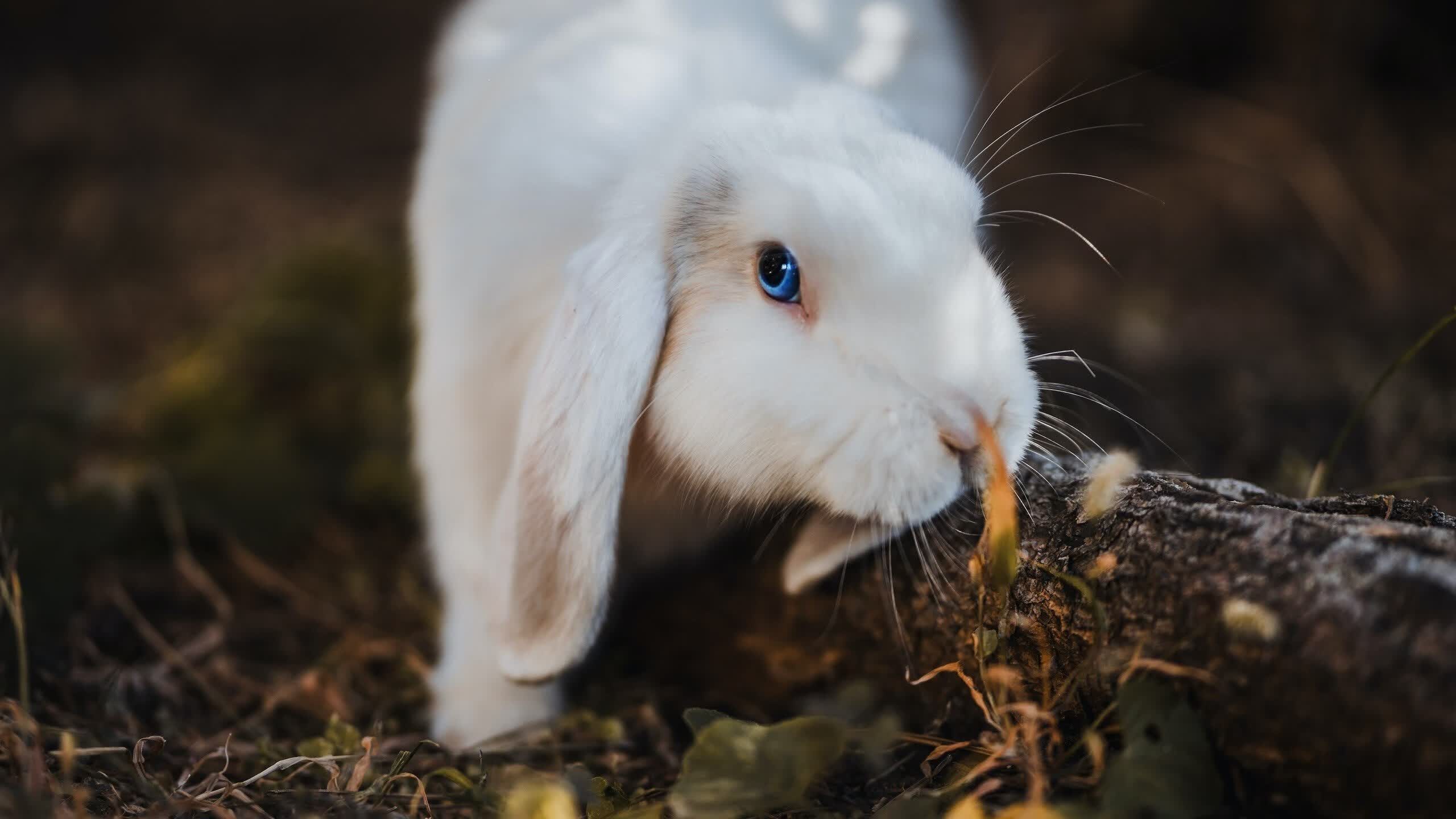 沙漠之狐的致命獠牙，突尼斯以风暴之势横扫印度，登贝莱一击定乾坤