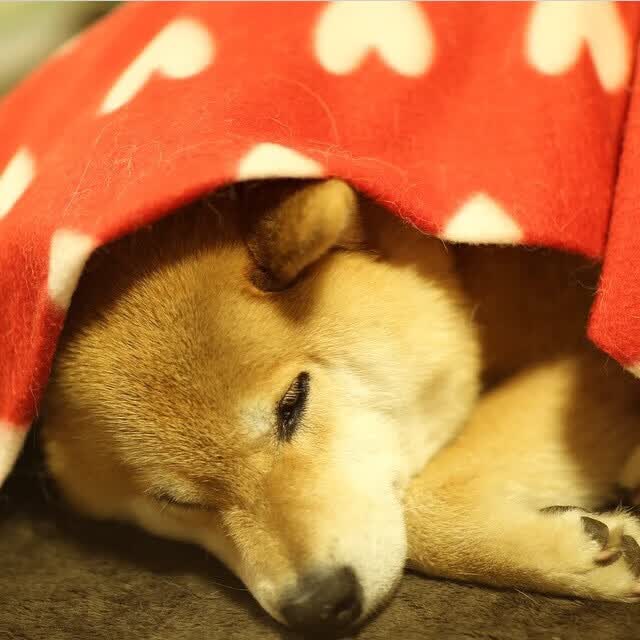 沙漠之狐的致命獠牙，突尼斯以风暴之势横扫印度，登贝莱一击定乾坤